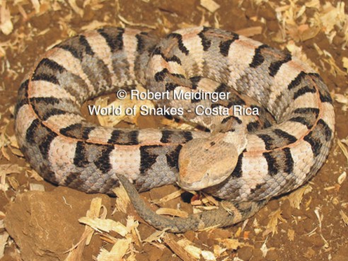 Porthidium lansbergii hutmanni Bild01